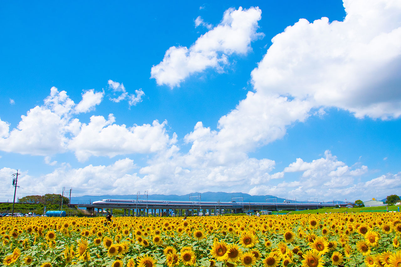 Summer in Japan (June to August)